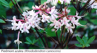 Piedmont azalea