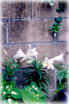 Easter lilies