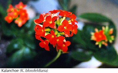 Kalanchoe