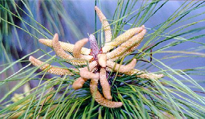 Pine bud