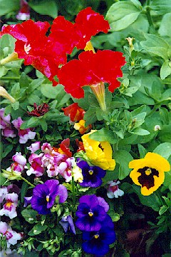 Pansies, etc